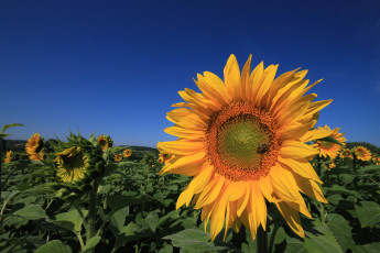 Картинка цветы подсолнухи