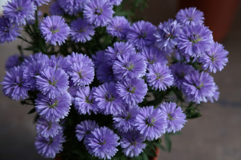 Картинка цветы астры фиолетовый