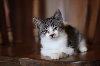 Картинка животные коты котенок взгляд серые глаза