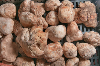 Картинка еда грибы грибные блюда