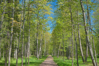 Картинка природа дороги алея деревья