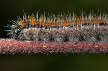 Картинка животные гусеницы гусеница