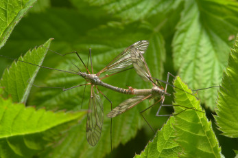 Картинка животные насекомые стрекозы