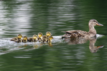 Картинка животные утки утка вода плавание малыши утята