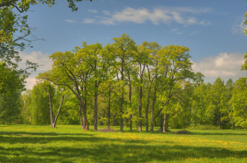 Картинка природа деревья луг