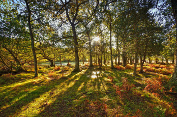 Картинка природа лес солнце свет деревья