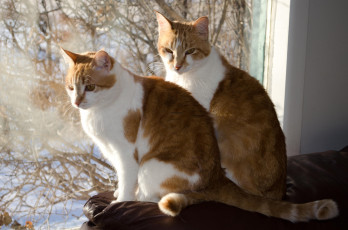 Картинка животные коты парочка