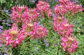 Картинка цветы клеомы розовый