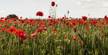 Картинка цветы маки колоски поле