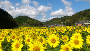 Картинка цветы подсолнухи