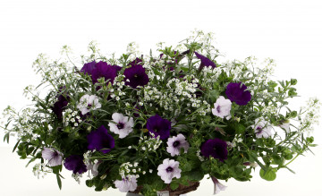 Картинка цветы петунии калибрахоа петунья