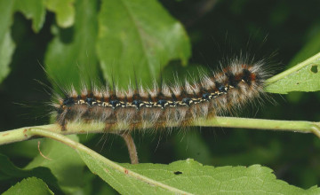 Картинка животные гусеницы ветка гусеница