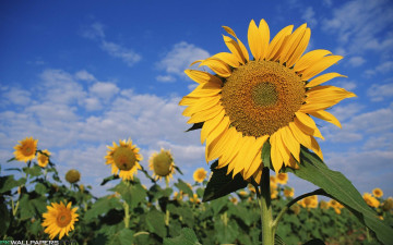 Картинка цветы подсолнухи