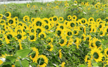 Картинка цветы подсолнухи