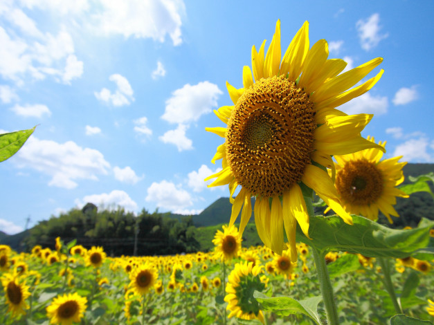 Обои картинки фото цветы, подсолнухи