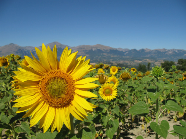 Обои картинки фото цветы, подсолнухи