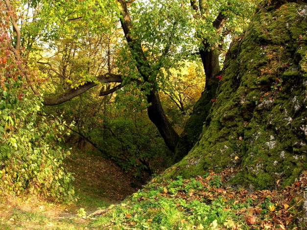 Обои картинки фото природа, лес, осень