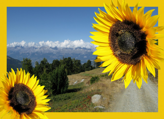 Обои картинки фото цветы, подсолнухи