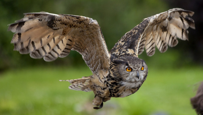 Обои картинки фото животные, совы, полет, крылья