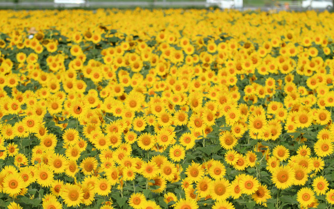 Обои картинки фото цветы, подсолнухи, крыжовник, смородина, вишня, клубника