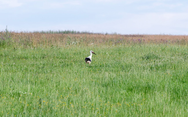 Обои картинки фото животные, аисты, аист, поле, природа