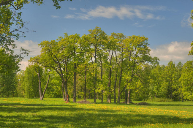 Обои картинки фото природа, деревья, луг