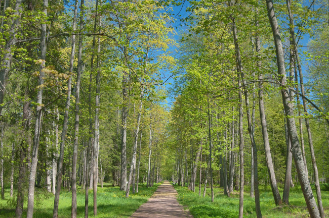 Обои картинки фото природа, дороги, алея, деревья