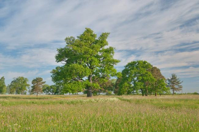 Обои картинки фото природа, луга, дерево, луг