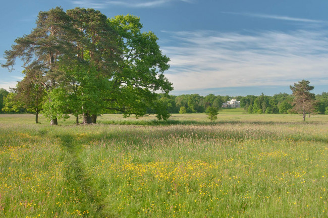 Обои картинки фото природа, луга, лето, луг, дерево