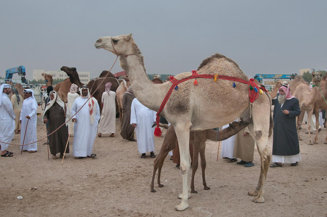 Обои картинки фото животные, верблюды