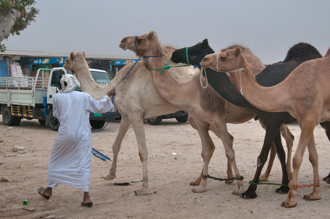 Обои картинки фото животные, верблюды