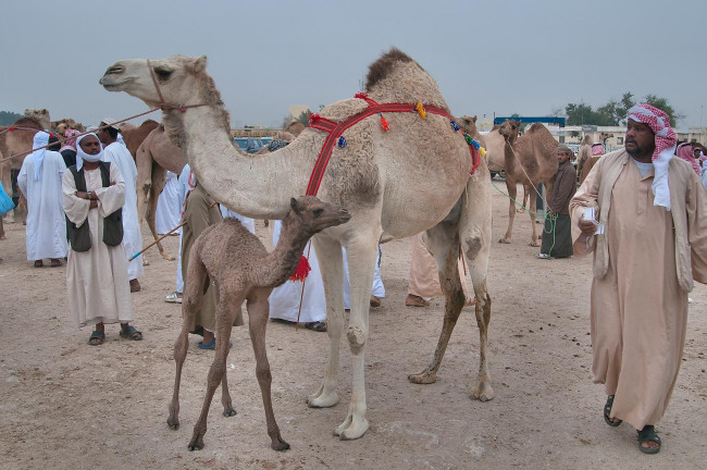 Обои картинки фото животные, верблюды