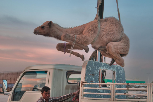 Обои картинки фото животные, верблюды, верблюд