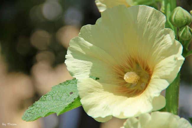 Обои картинки фото цветы, мальвы, кремовый