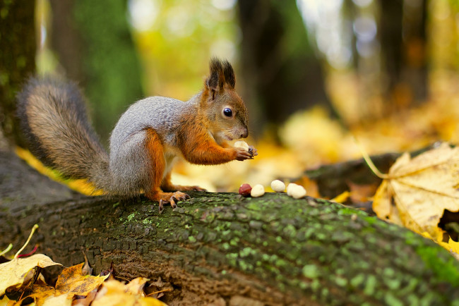 Обои картинки фото животные, белки, орешки