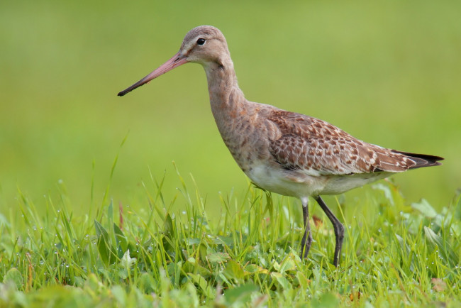 Обои картинки фото животные, птицы, птица