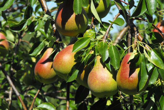 Обои картинки фото природа, плоды, ветки, груши