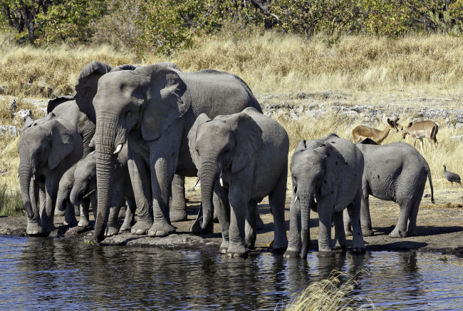 Обои картинки фото животные, слоны, водопой, стадо