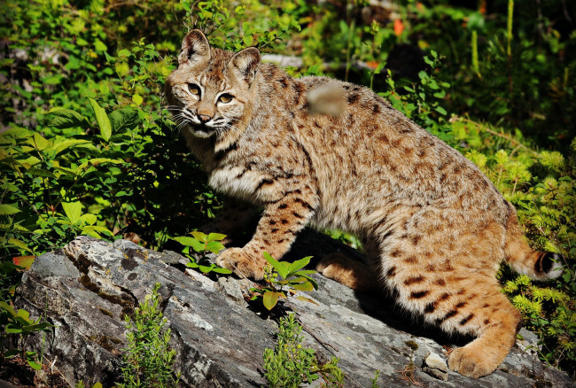 Обои картинки фото животные, рыси, кошка