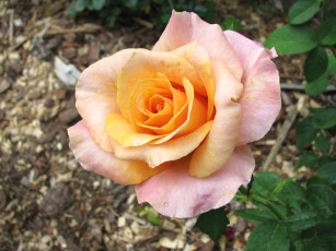 Картинка цветы розы лепестки