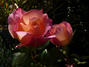 Картинка цветы розы лепестки бутоны