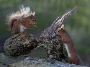 Картинка животные белки сучок