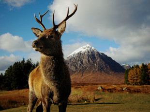 Картинка животные олени горы олень рога луг трава лес