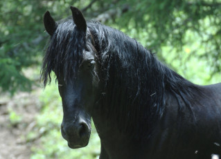 Картинка животные лошади конь