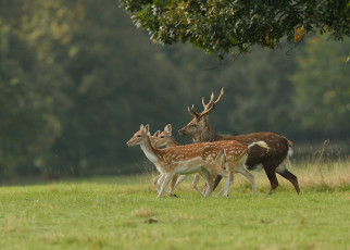 Картинка животные олени пятнистые