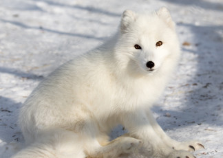 Картинка животные песцы белый