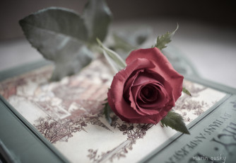 Картинка цветы розы бутон