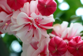 Картинка цветы фуксия макро