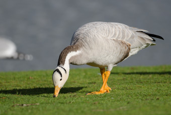 Картинка животные гуси гусь трава поляна