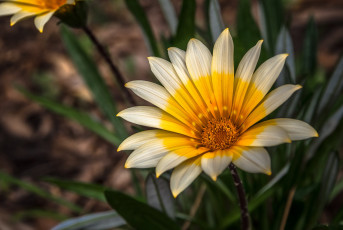 Картинка цветы газания цветок лепестки